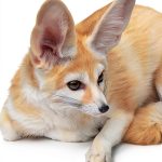 Amazing Earth Wild Animal Facts Childrens Book Series-0